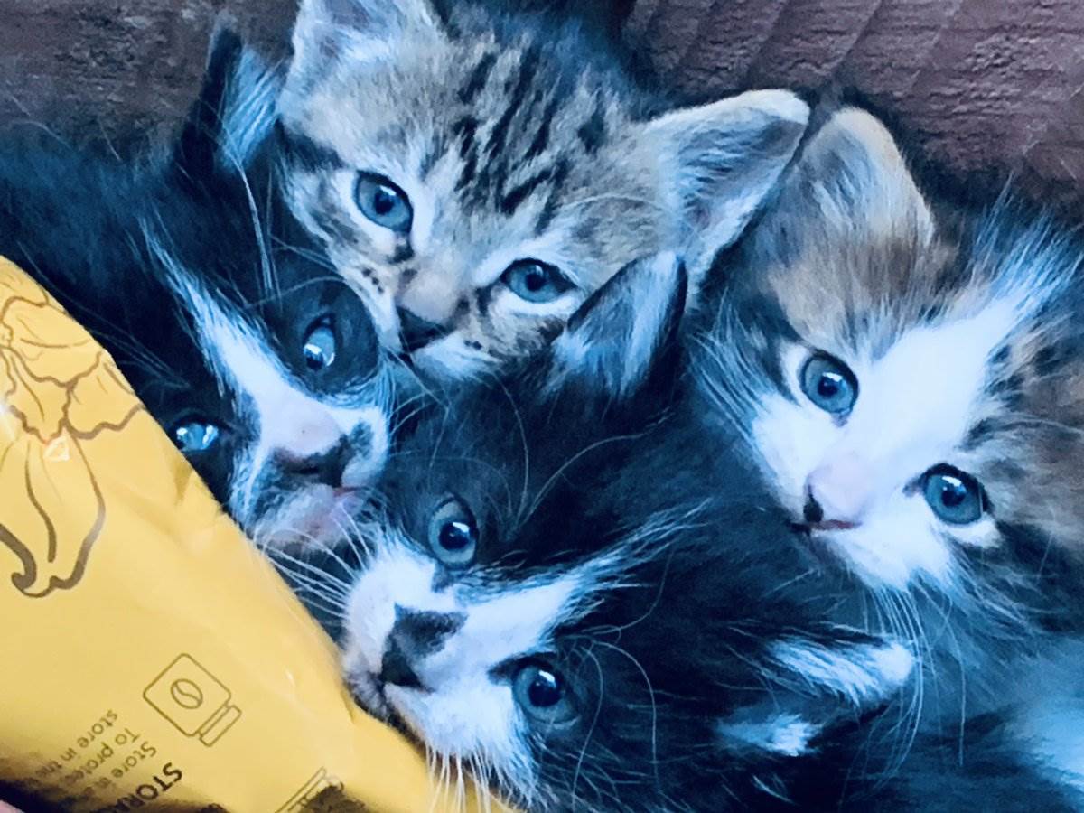 Cats — picture by Ray Patrick