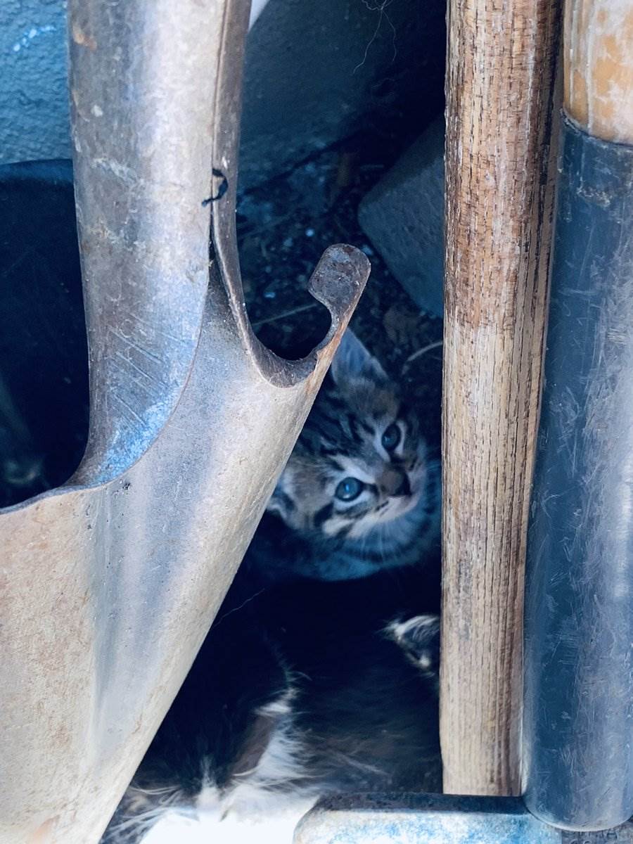 Cats — picture by Ray Patrick