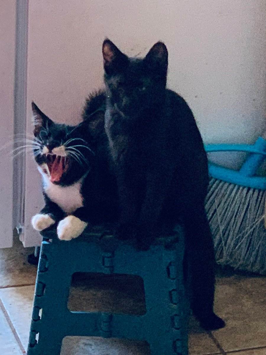 Cats — photography picture by Ray Patrick